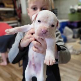 American Bulldog Puppies from Valor American Bulldogs