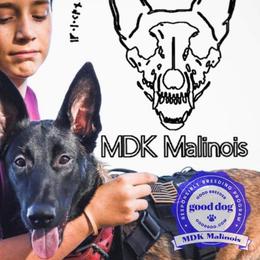 Belgian Malinois from MDK Malinois