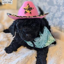 Yellow Girl - Black female Goldendoodle puppy in Rockledge, Florida from Stormie's Doodles
