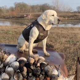 Goose - Labrador Retriever