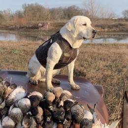 Goose - Labrador Retriever