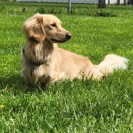 Knox - Dachshund