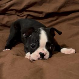 Little Girl - Black and white female Boston Terrier puppy in Tenmile, Oregon from High Plains French Bulldogs,Boston Terriers and Frenchtons.