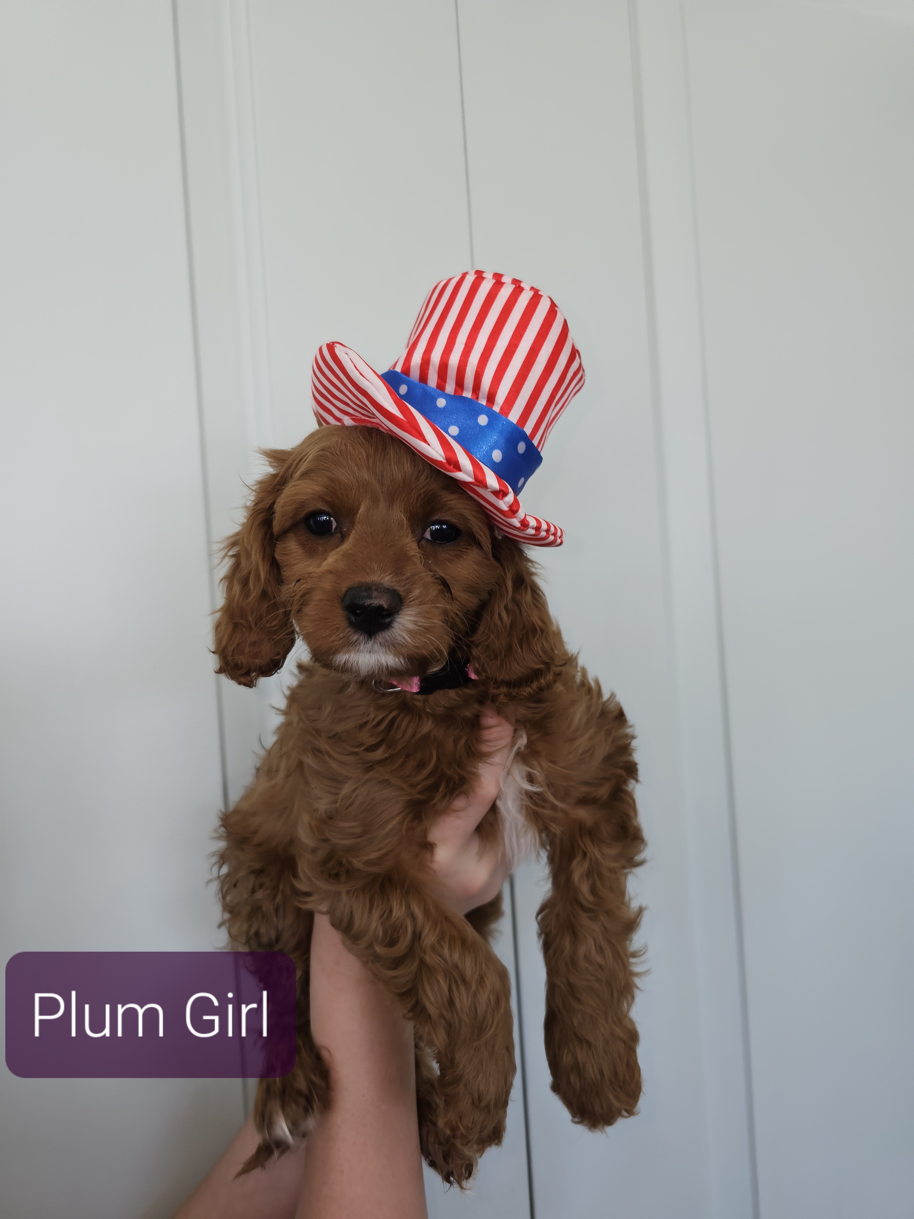 Plum Girl - Red Cavapoo puppy in Davis County, Utah from Prince Pups