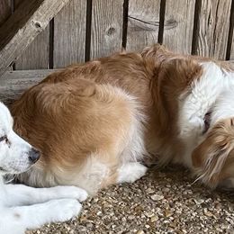 Lemon - Toy Australian Shepherd