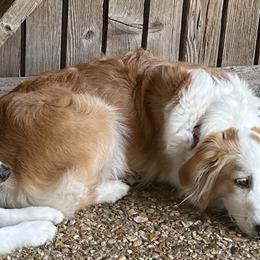 Lemon - Toy Australian Shepherd