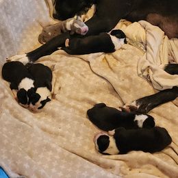 Merle Mantle F - Mantle merle female Great Dane puppy in Gig Harbor, Washington from Lakaya Danes