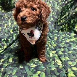 Poodle Puppies from Firebird Toy Poodles