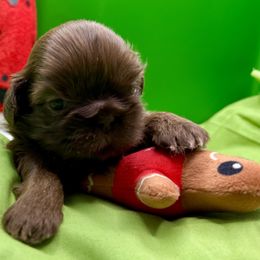 Ridge - Chocolate male Shih Tzu puppy in Statesboro, Georgia from Magnolia Small Breeds