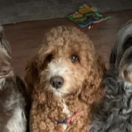 Goldendoodles from Oopsie Doodles and Muddy Paws