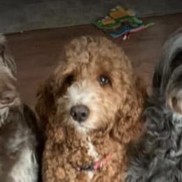 Goldendoodles from Oopsie Doodles and Muddy Paws