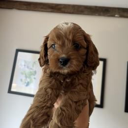 Cavapoo Puppies from Campbell Cavapoos