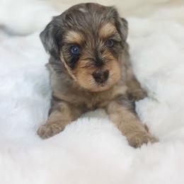 Circe - Blue merle female Aussiedoodle puppy in Norco, California from DLT MiniAussie