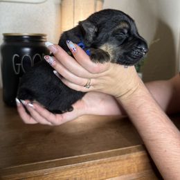 Ivan - Black and tan male German Shepherd puppy in Florida from Best Shepherds