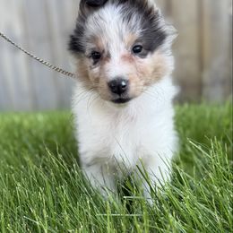 Bluey - Blue merle white and tan male Shetland Sheepdog puppy in New York from Adiame Kennels