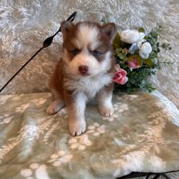Boy 2 - Chocolate male Pomsky puppy in Bucyrus, Missouri from Hill Top Pomskies