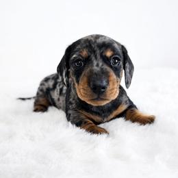 Black and tan dapple female 2 - Dapple female Dachshund puppy in Belle Rive, Illinois from Akin's Miniature Dachshunds, LLC
