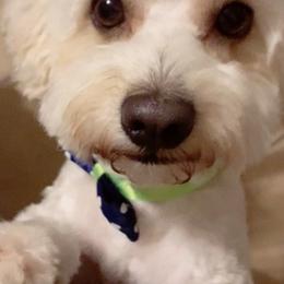 Caramelo - Maltipoo