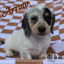 Arrow - Dapple male Dachshund puppy in Huntington, Texas from Camacho_Dachshunds