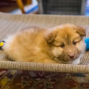 Icelandic Sheepdog Puppies from Lukehaven Icelandic Sheepdogs