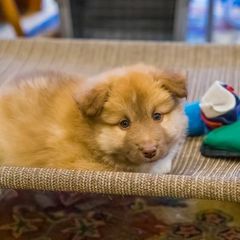 Icelandic Sheepdog Puppies from Lukehaven Icelandic Sheepdogs