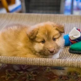 Icelandic Sheepdog Puppies from Lukehaven Icelandic Sheepdogs