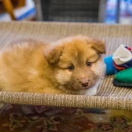 Icelandic Sheepdog Puppies from Lukehaven Icelandic Sheepdogs