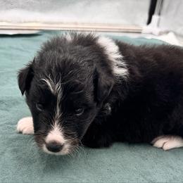 Boy 3 - Black white and tan male Shetland Sheepdog puppy in Pensacola, Florida from Nancy Barger's Siberian Huskies