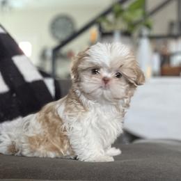 Shih Tzu Puppies from Jodi’s Shihtzus