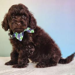 Reese - Brown male Cockapoo puppy in Louisburg, North Carolina from Raven Oak's Mini Cockapoos and Mini Dachshunds