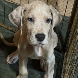 Lazer - Merle male Great Dane puppy in Gainesville, Georgia from DeBruce Danes