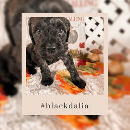 Goldendoodle Puppies from The Dood Effect