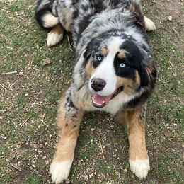 Dali - Aussiedoodle