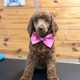 Pink Collar - Red  female Poodle puppy in Henagar, Alabama from Windy Oak Kennels
