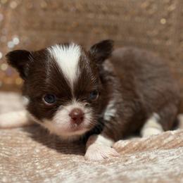 River - Chocolate and white male Chihuahua puppy in Newport Beach, California from Exotic City Pomeranians and chihuahuas
