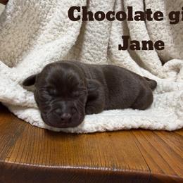 1st pick Chocolate Female - Chocolate female Labrador Retriever puppy in Farmington, Missouri from Granite Creek Kennel