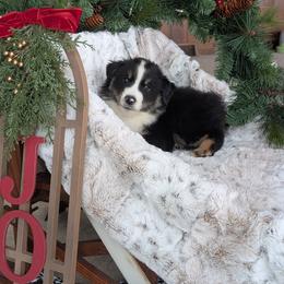 Male 2 - Black tri male Miniature American Shepherd puppy in Fort Dodge, Iowa from Come By MAS