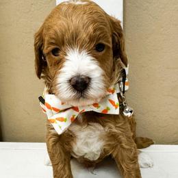 Thumper - Red  male Goldendoodle puppy in Peoria, Arizona from Cactus Doods
