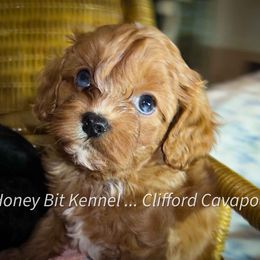 Cavalier King Charles Spaniel, Cavapoo, and Poodle Puppies from Honey Bit Kennels