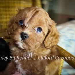 Cavalier King Charles Spaniel, Cavapoo, and Poodle Puppies from Honey Bit Kennels