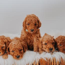 Bernedoodles and Goldendoodles from Doodles of North Tx