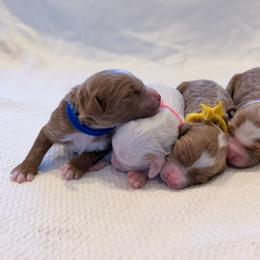 Blue - M - Red  male Goldendoodle puppy in Ruthorfordton, North Carolina from Duncan Doodles Goldendoodles