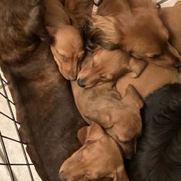 Dachshunds from Adorable Mini Dachshund Breeder