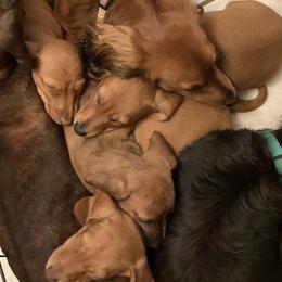 Dachshunds from Adorable Mini Dachshund Breeder