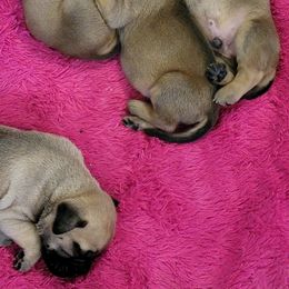 Bullmastiff Puppies from Sunny Beach Bullmastiffs