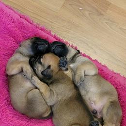 Bullmastiff Puppies from Sunny Beach Bullmastiffs