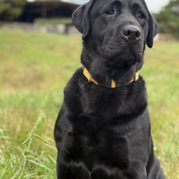 Magnolia - Labrador Retriever