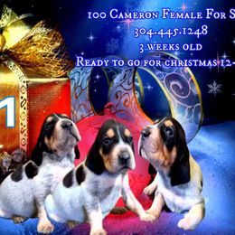 Girl 1 - Bluetick Coonhound puppy in Andalusia, Alabama from Wetapo Creek Kennel