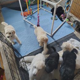 Havanese and Poodle Puppies from Ali-Ann Standard Poodles