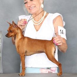 FayeMay - Miniature Pinscher